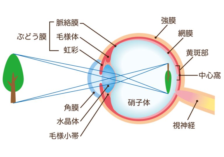 網膜・黄斑・硝子体（目の構造のイラスト）